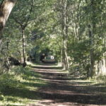 Ingezonden: gedichten