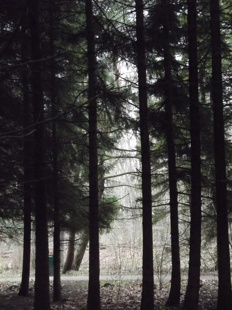 Bomen en het bos